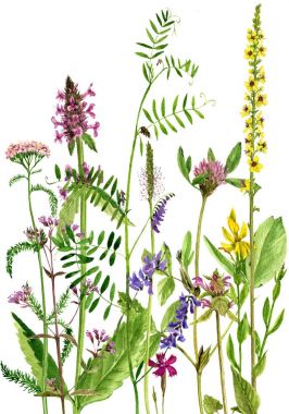 Sulu Boya çizim çiçek ve bitki