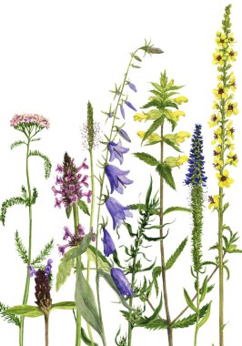 Sulu Boya çizim çiçek ve bitki