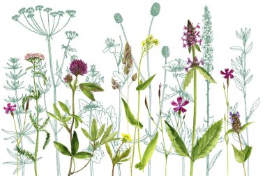 Sulu Boya çizim çiçek ve bitki