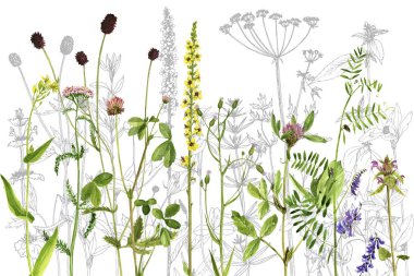 Sulu Boya çizim çiçek ve bitki