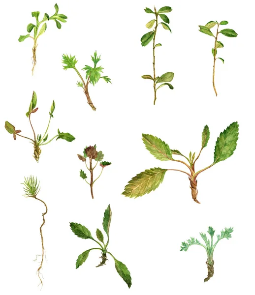 Set of watercolor drawing herbs and leaves — Stock Photo, Image