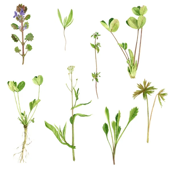 Conjunto de acuarela dibujo hierbas y hojas — Foto de Stock