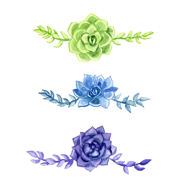 Hand drawn watercolor succulents — Stock Photo, Image