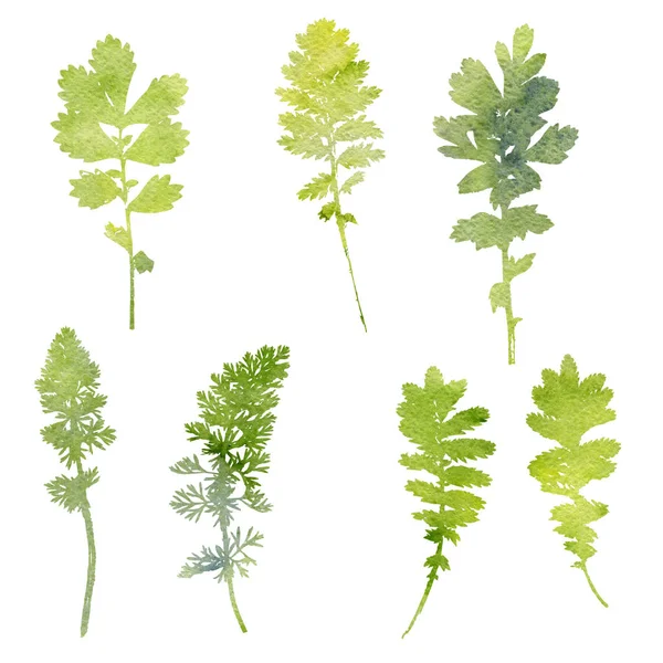 Set of plants and leaves silhouettes — Stock Photo, Image