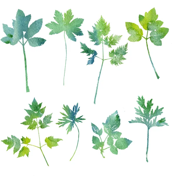 Set of plants and leaves silhouettes — Stock Photo, Image