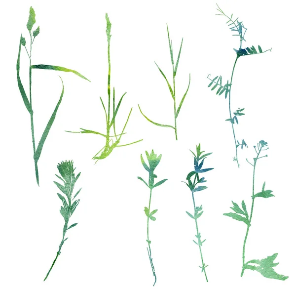 Conjunto de plantas e folhas silhuetas — Fotografia de Stock