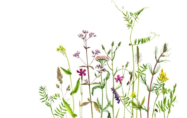 Aquarelle dessin fleurs et plantes — Photo