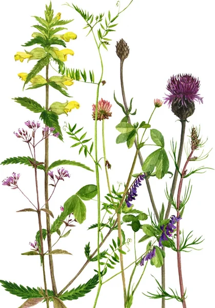 Akvarell ritning blommor och växter — Stockfoto