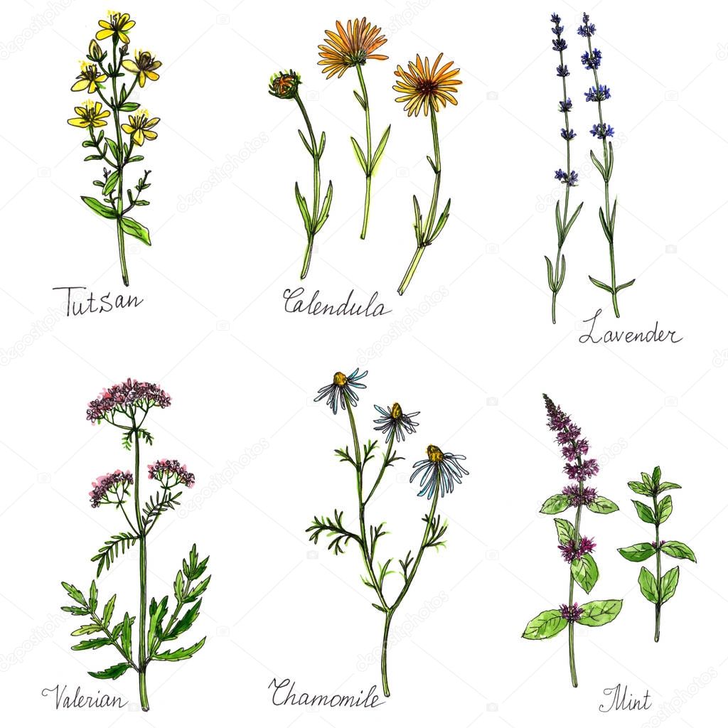 watercolor set of medical plants