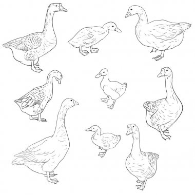 kazlar, ördekler ve kuşlar vektör kroki