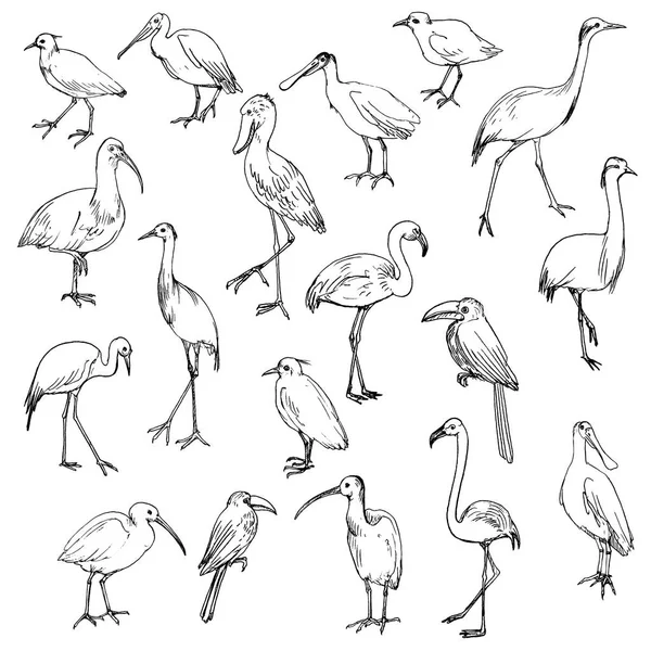 Ensemble vectoriel d'oiseaux — Image vectorielle