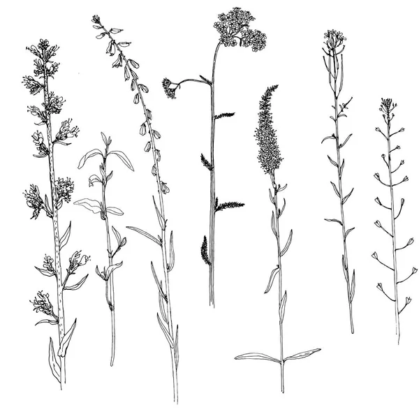 Набор чернил для рисования трав и цветов — стоковый вектор