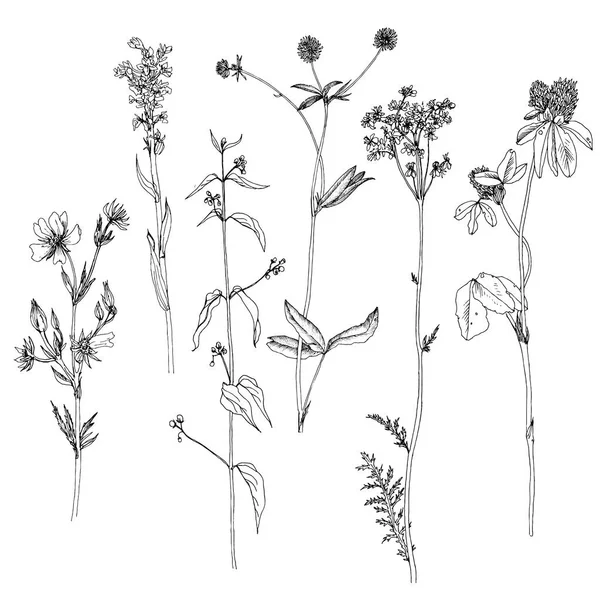 Conjunto de tinta dibujo hierbas y flores — Vector de stock