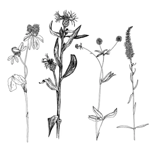 Jogo de ervas de desenho de tinta e flores —  Vetores de Stock