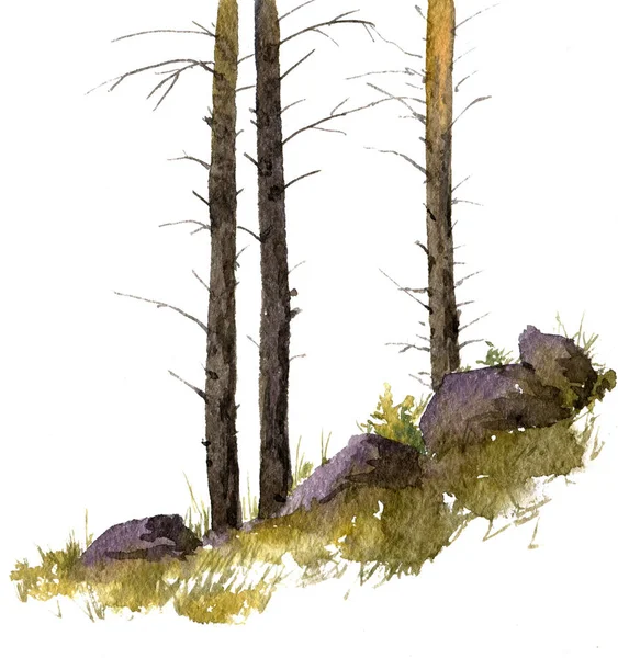 松の木と岩 — ストック写真
