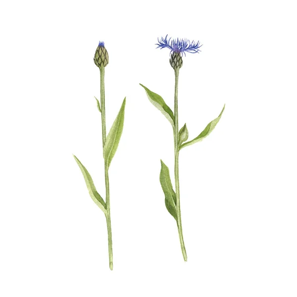 Conjunto de cornflowers desenho aquarela — Fotografia de Stock