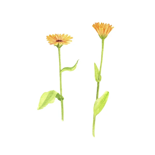 Uppsättning av akvarell ritade blommor — Stockfoto