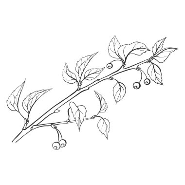 vektör dal yaprakları ile