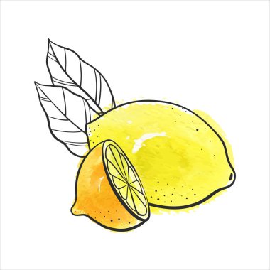 limon çizim vektör