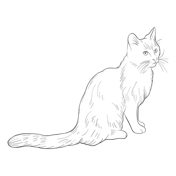 Векторный эскиз кота — стоковый вектор