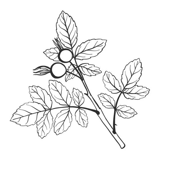 Векторная векторная веточка с листьями — стоковый вектор