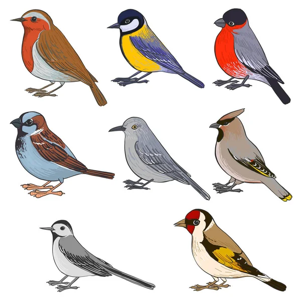 Ensemble vectoriel d'oiseaux — Image vectorielle