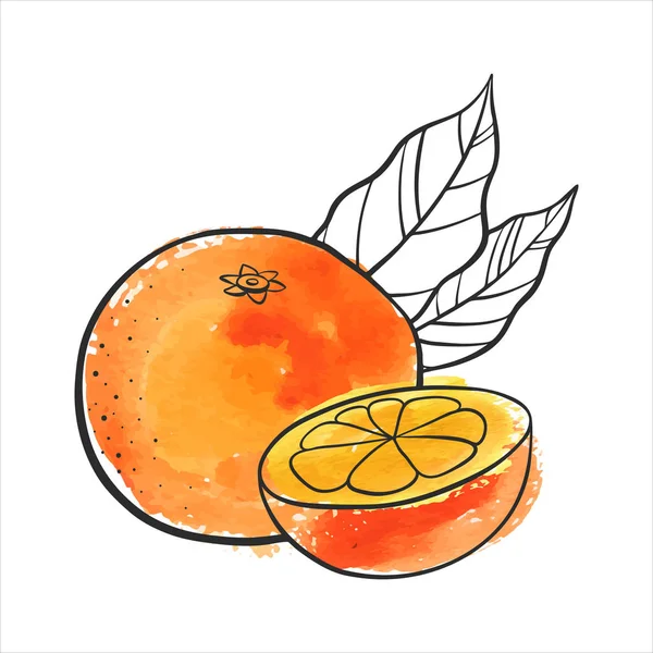 Vector tekening van Oranje — Stockvector