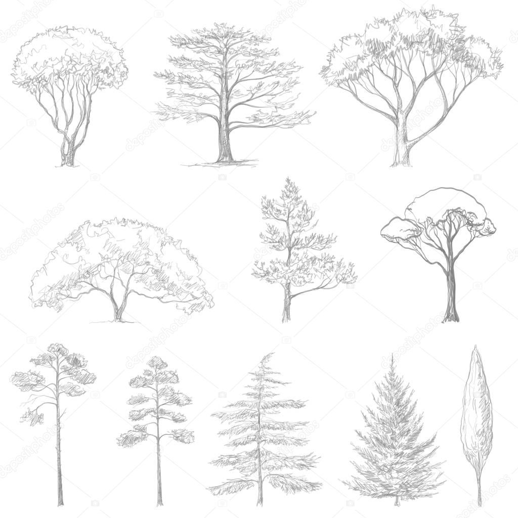 vector sketch of trees