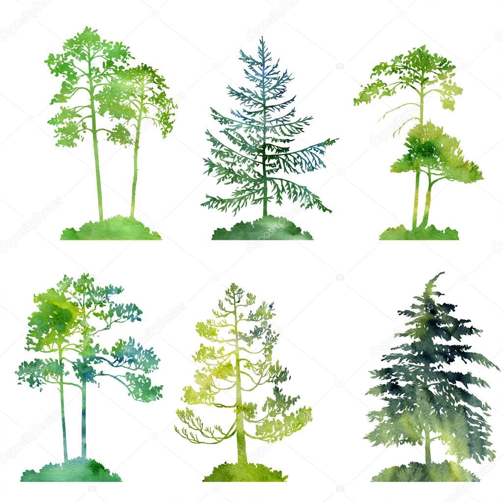 watercolor set of conifer trees