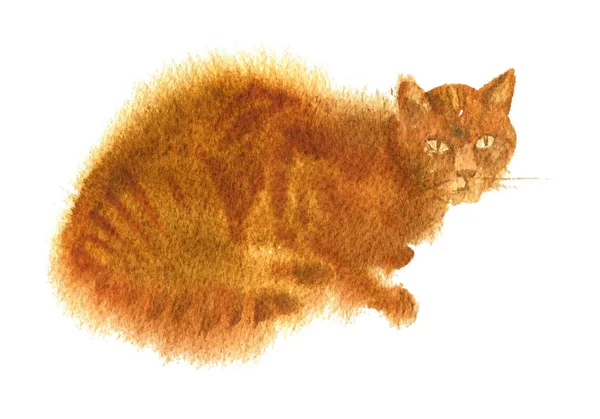 Wattercolor desenho gato — Fotografia de Stock
