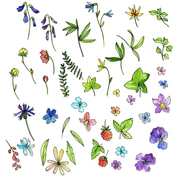 watercolor doodle plants and flowers