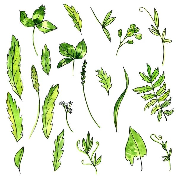 Suluboya doodle yeşil yaprakları ve bitkiler — Stok fotoğraf
