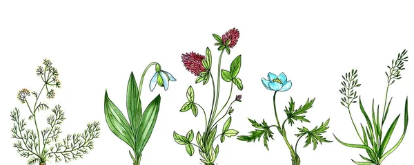 Bakgrund med ritning växter — Stockfoto