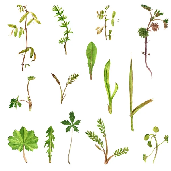 组的水彩画画种药草和树叶 — 图库照片