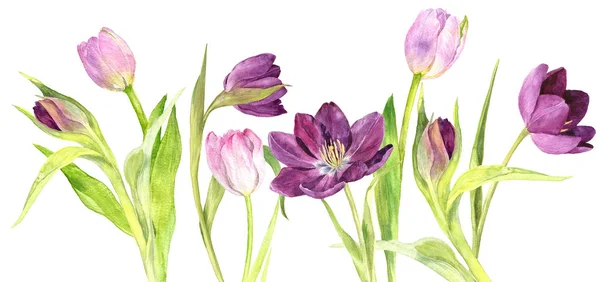 Akwarela fioletowy i różowy tulipany — Zdjęcie stockowe