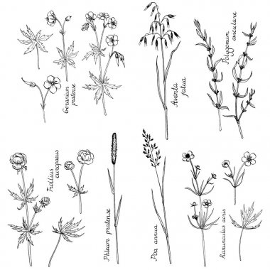 bitkiler çizim vektör mürekkep