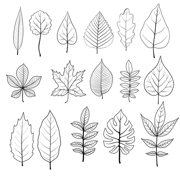 vektör ağaç yaprakları kümesi