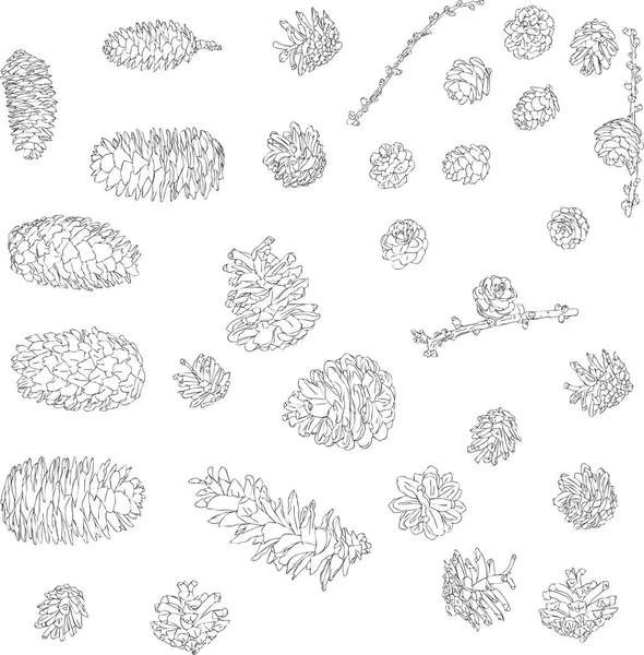 Conos de pino dibujado a mano — Archivo Imágenes Vectoriales