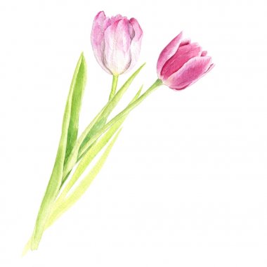 suluboya pembe laleler