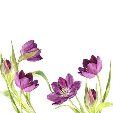 suluboya mor laleler