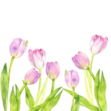 suluboya pembe laleler