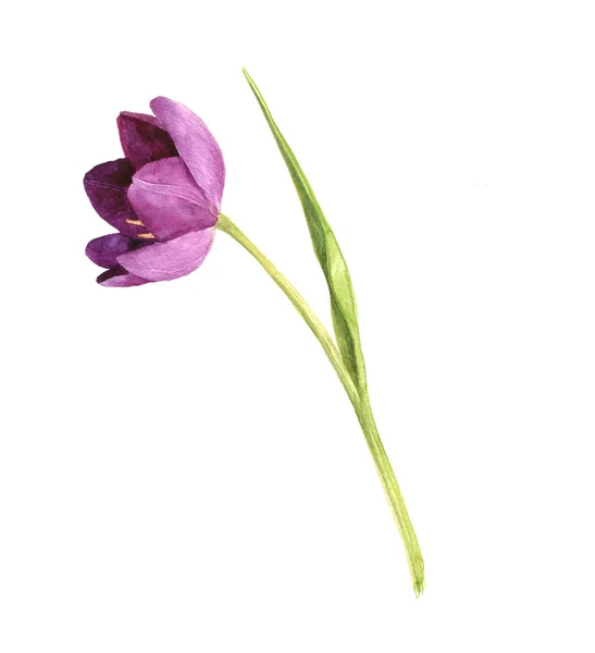 Acuarela Tulipán púrpura —  Fotos de Stock