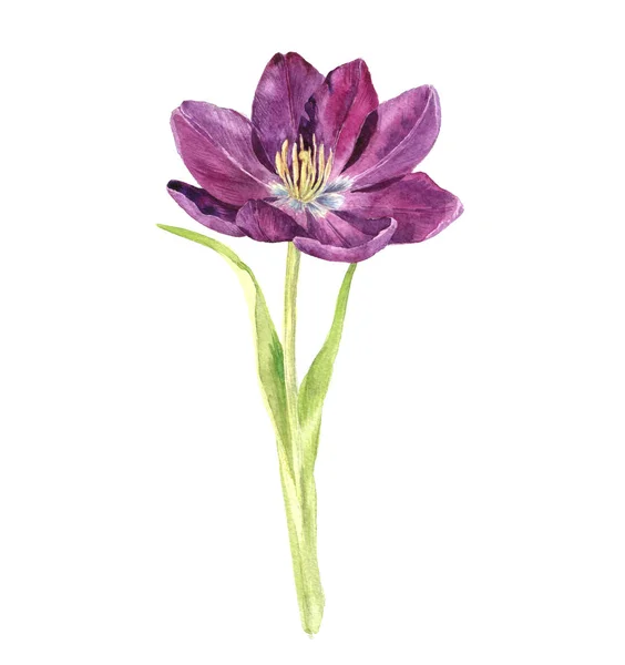 Aquarell violette Tulpe — Stockfoto