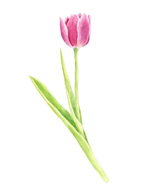 Akvarel růžová Tulipán — Stock fotografie