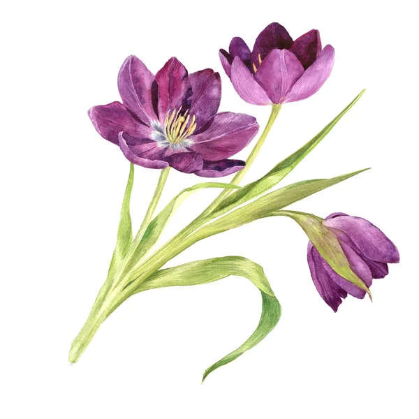 Aquarelle tulipes violettes — Photo