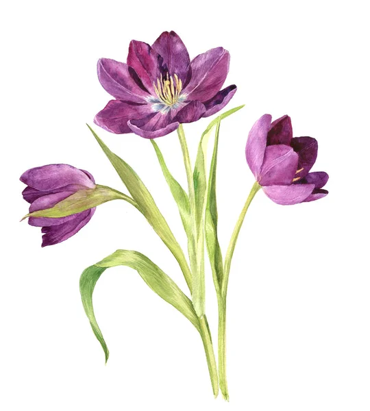 Aquarell violette Tulpen — Stockfoto