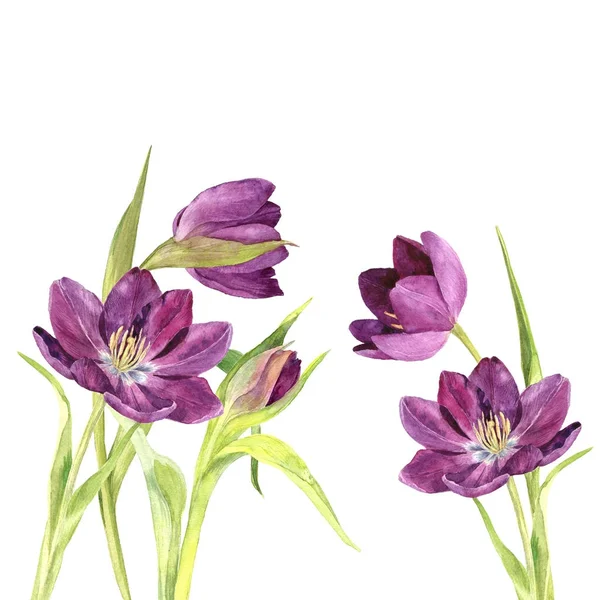 Aquarelle tulipes violettes — Photo