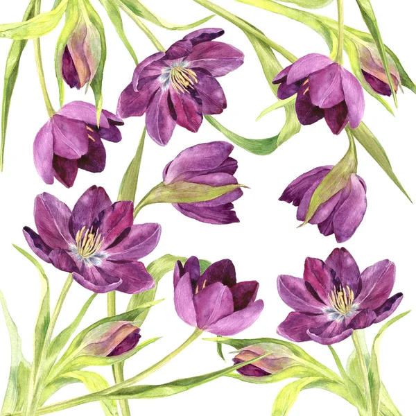 suluboya mor laleler