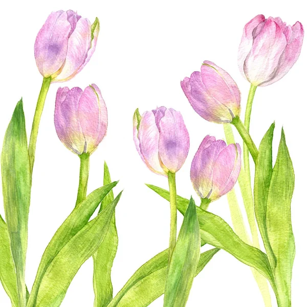 Watercolor pink tulips — Stock Photo, Image