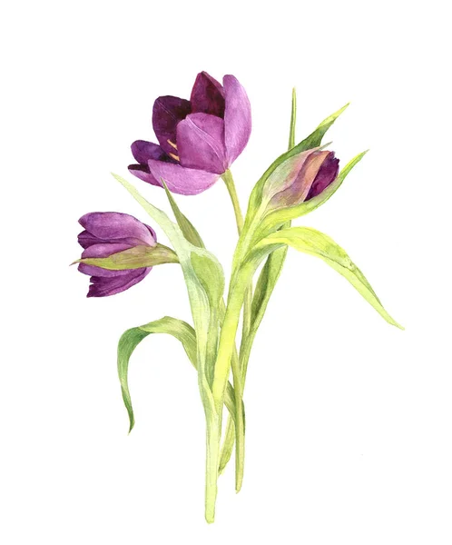 Akwarela fioletowe tulipany — Zdjęcie stockowe